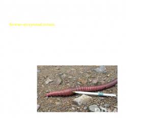 Малощетинковые черви (Oligochaeta) Кожно-мускульный мешок. Образован кутикулой,