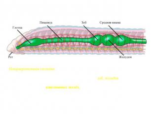 Малощетинковые черви (Oligochaeta) Пищеварительная система состоит из передней,