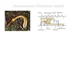 Размножение дождевых червей Дождевые черви — гермафродиты. Оплодотворение перекр