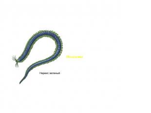 Класс Многощетинковые (Polуchaeta) Среди червей есть сидячие формы, которые стро