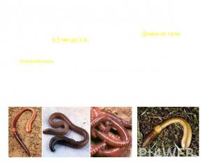 Малощетинковые черви (Oligochaeta) От многощетинковых червей произошли малощетин