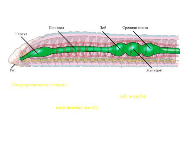 Малощетинковые черви (Oligochaeta) Пищеварительная система состоит из передней, средней и задней кишки. В переднем и среднем отделах кишечника имеются дифференцированные участки (например, зоб, желудок), отсутствовавшие у предыдущих типов червей. В …