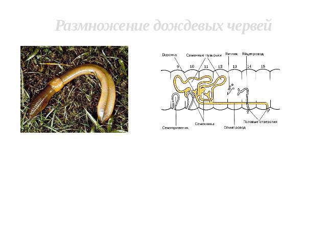 Размножение дождевых червей Дождевые черви — гермафродиты. Оплодотворение перекрестное. Черви прикладываются друг к другу брюшными сторонами и обмениваются семенной жидкостью, которая попадает в семяприемники. После этого черви расходятся. В передне…