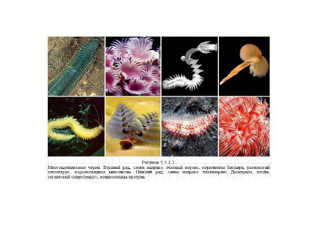 Класс Многощетинковые (Polуchaeta) Многощетинковых червей известно около 7 тыс. видов. Большинство из них обитает в морях. Немногие живут в пресных водах, в подстилке тропических лесов. В морях черви живут на дне, где ползают среди камней, кораллов,…