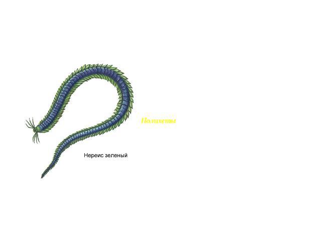 Класс Многощетинковые (Polуchaeta) Среди червей есть сидячие формы, которые строят защитную трубку и никогда её не покидают. Есть среди них и планктонные виды. Встречаются многощетинковые черви главным образом в прибрежной полосе, но иногда на глуби…