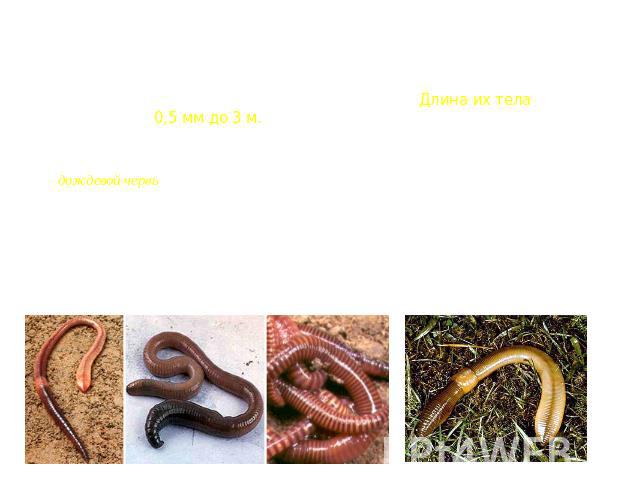 Малощетинковые черви (Oligochaeta) От многощетинковых червей произошли малощетинковые черви. Класс Малощетинковые черви объединяет 4-5 тыс. видов. Длина их тела колеблется от 0,5 мм до 3 м.Малощетинковые черви, в основном, обитают в почве, но есть и…