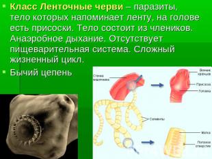 Класс Ленточные черви – паразиты, тело которых напоминает ленту, на голове есть