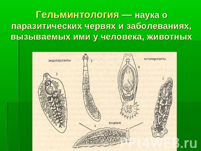 Гельминтология — наука о паразитических червях и заболеваниях, вызываемых ими у человека, животных