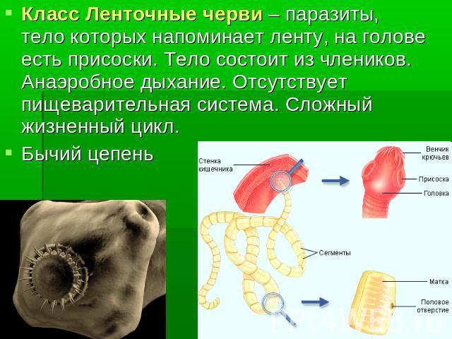 Класс Ленточные черви – паразиты, тело которых напоминает ленту, на голове есть присоски. Тело состоит из члеников. Анаэробное дыхание. Отсутствует пищеварительная система. Сложный жизненный цикл.Бычий цепень