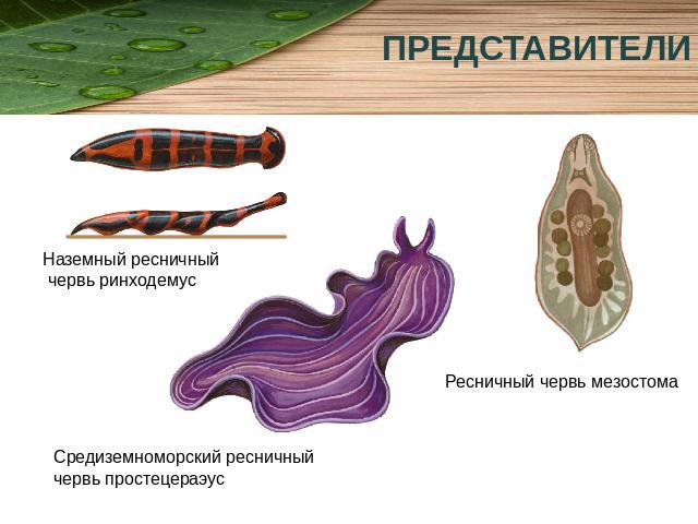 ПРЕДСТАВИТЕЛИ Наземный ресничный червь ринходемусСредиземноморский ресничный червь простецераэус Ресничный червь мезостома