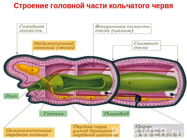 Строение головной части кольчатого червя