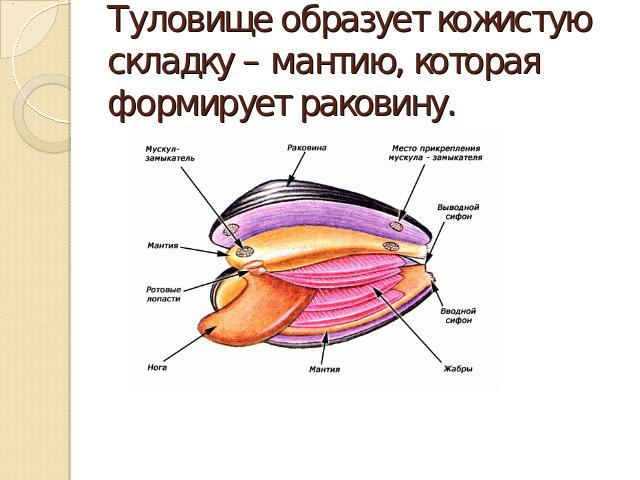 Туловище образует кожистую складку – мантию, которая формирует раковину.