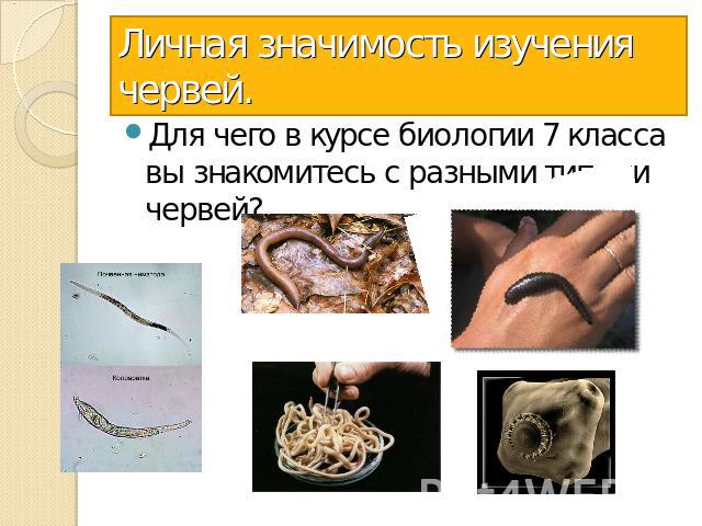 Личная значимость изучения червей. Для чего в курсе биологии 7 класса вы знакомитесь с разными типами червей?