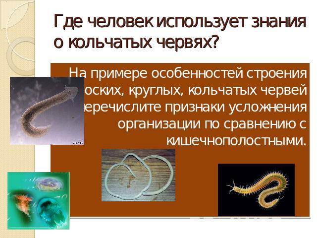 Где человек использует знания о кольчатых червях? На примере особенностей строения плоских, круглых, кольчатых червей перечислите признаки усложнения организации по сравнению с кишечнополостными.