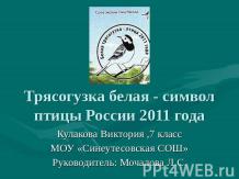 Трясогузка белая - символ птицы России 2011 года