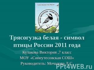 Трясогузка белая - символ птицы России 2011 года Кулакова Виктория ,7 классМОУ «
