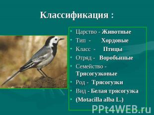 Классификация : Царство - ЖивотныеТип - ХордовыеКласс - ПтицыОтряд - ВоробьиныеС