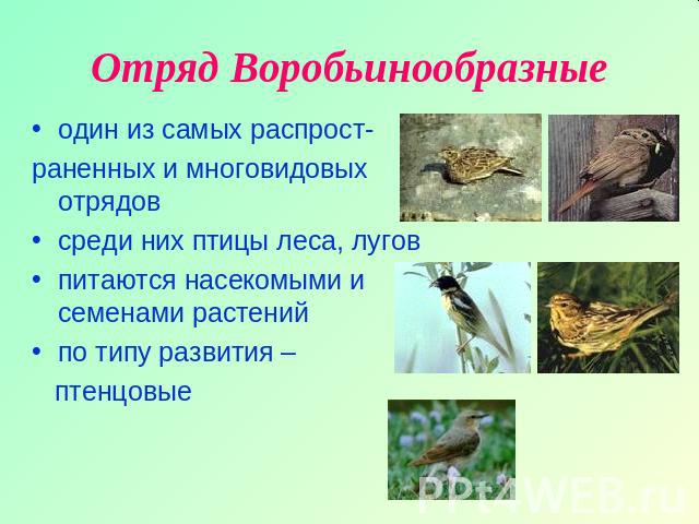 Отряд Воробьинообразные один из самых распрост-раненных и многовидовых отрядов среди них птицы леса, луговпитаются насекомыми и семенами растенийпо типу развития – птенцовые