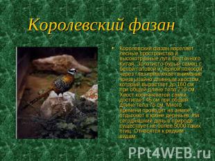 Королевский фазан Королевский фазан населяет лесные пространства и высокотравные