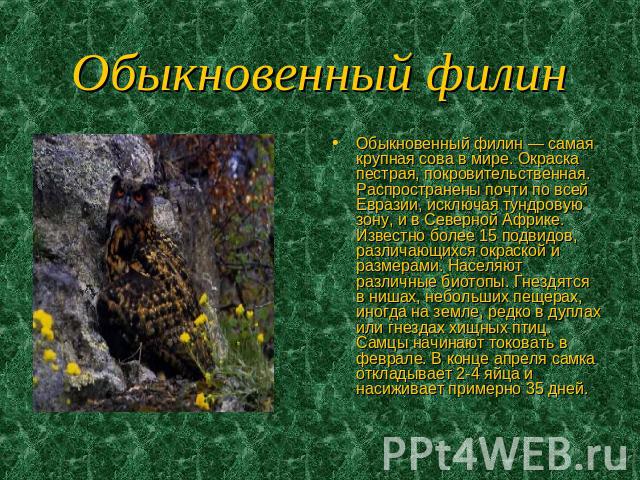 Обыкновенный филин Обыкновенный филин — самая крупная сова в мире. Окраска пестрая, покровительственная. Распространены почти по всей Евразии, исключая тундровую зону, и в Северной Африке. Известно более 15 подвидов, различающихся окраской и размера…