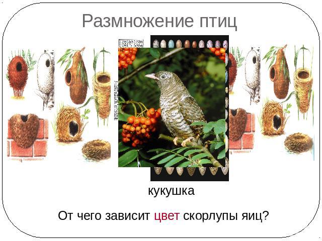 Размножение птиц От чего зависит цвет скорлупы яиц?