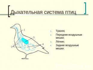 Дыхательная система птиц Трахея;Передние воздушные мешки;Лёгкие;Задние воздушные