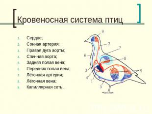 Кровеносная система птиц Сердце;Сонная артерия;Правая дуга аорты;Спинная аорта;З