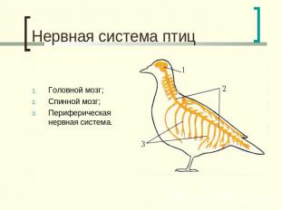 Нервная система птиц Головной мозг;Спинной мозг;Периферическая нервная система.