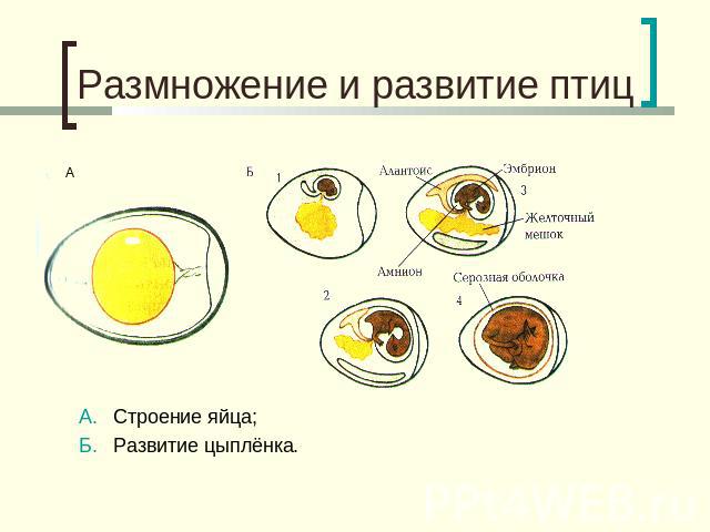 Размножение и развитие птиц А. Строение яйца;Б. Развитие цыплёнка.