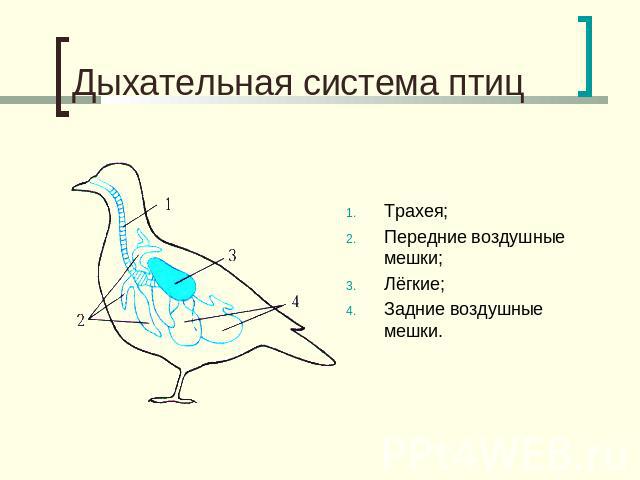 Дыхательная система птиц Трахея;Передние воздушные мешки;Лёгкие;Задние воздушные мешки.