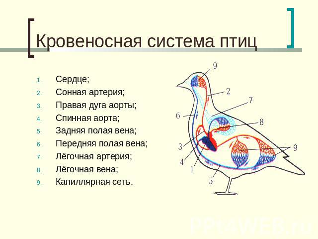 Кровеносная система птиц Сердце;Сонная артерия;Правая дуга аорты;Спинная аорта;Задняя полая вена;Передняя полая вена;Лёгочная артерия;Лёгочная вена;Капиллярная сеть.