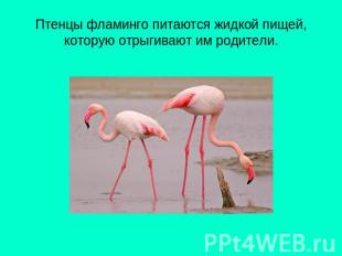 Птенцы фламинго питаются жидкой пищей, которую отрыгивают им родители.