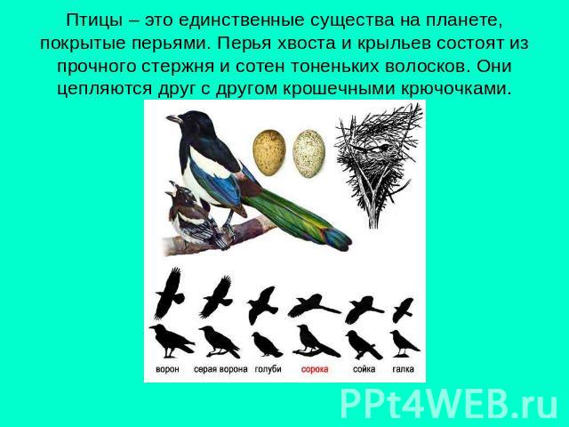 Птицы – это единственные существа на планете, покрытые перьями. Перья хвоста и крыльев состоят из прочного стержня и сотен тоненьких волосков. Они цепляются друг с другом крошечными крючочками.