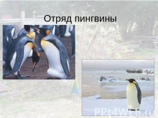 Отряд пингвины