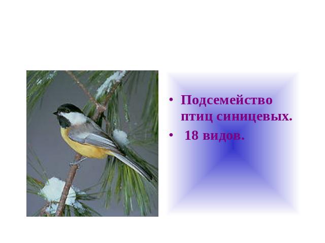 Подсемейство птиц синицевых. 18 видов.