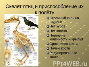Скелет птиц и приспособление их к полёту Огромный киль на грудинеНет зубовНет хв