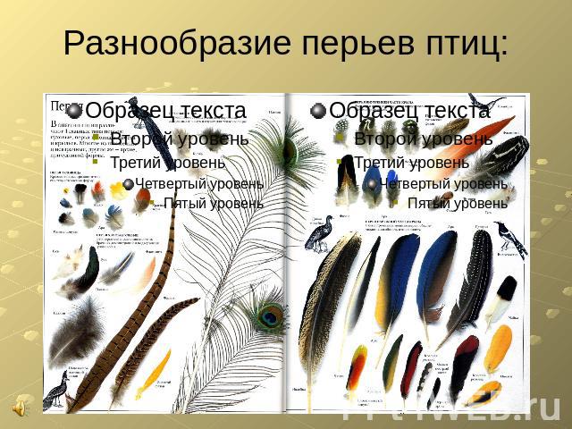 Разнообразие перьев птиц: