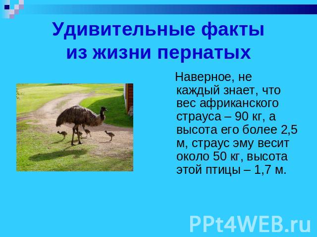 Удивительные фактыиз жизни пернатых Наверное, не каждый знает, что вес африканского страуса – 90 кг, а высота его более 2,5 м, страус эму весит около 50 кг, высота этой птицы – 1,7 м.