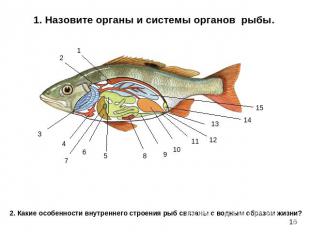 1. Назовите органы и системы органов рыбы.2. Какие особенности внутреннего строе