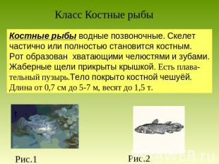 Класс Костные рыбы Костные рыбы водные позвоночные. Скелет частично или полность