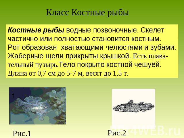 Класс Костные рыбы Костные рыбы водные позвоночные. Скелет частично или полностью становится костным. Рот образован хватающими челюстями и зубами.Жаберные щели прикрыты крышкой. Есть плава-тельный пузырь.Тело покрыто костной чешуёй. Длина от 0,7 см …