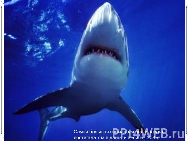 Самая большая пойманная белая акула достигала 7 м в длину и весила 1208 кг