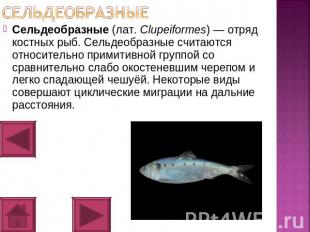 сельдеобразные Сельдеобразные (лат. Clupeiformes) — отряд костных рыб. Сельдеобр
