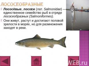 лососеобразные Лососёвые, лососи (лат. Salmonidae) — единственное семейство рыб