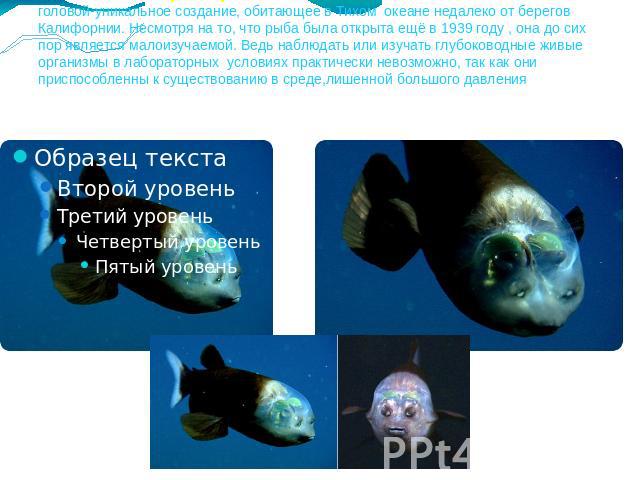Рыба с прозрачной головой.Рыба с прозрачной головой-уникальное создание, обитающее в Тихом океане недалеко от берегов Калифорнии. Несмотря на то, что рыба была открыта ещё в 1939 году , она до сих пор является малоизучаемой. Ведь наблюдать или изуча…