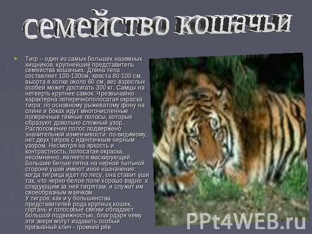 семейство кошачьи Тигр – один из самых больших наземных хищников, крупнейший представитель семейства кошачьих. Длина тела составляет 100-130см, хвоста 80-100 см, высота в холке около 60 см, вес взрослых особей может достигать 300 кг. Самцы на четвер…