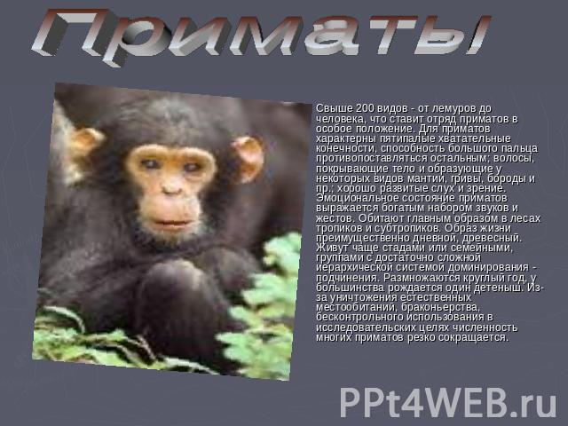 Приматы Свыше 200 видов - от лемуров до человека, что ставит отряд приматов в особое положение. Для приматов характерны пятипалые хватательные конечности, способность большого пальца противопоставляться остальным; волосы, покрывающие тело и образующ…