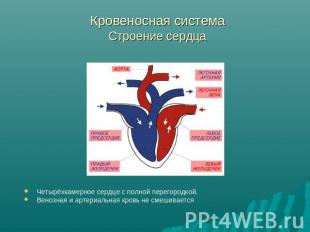 Кровеносная система Строение сердца Четырёхкамерное сердце с полной перегородкой