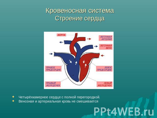 Кровеносная система Строение сердца Четырёхкамерное сердце с полной перегородкой.Венозная и артериальная кровь не смешивается