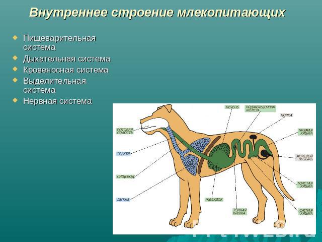 Внутреннее строение млекопитающих Пищеварительная системаДыхательная системаКровеносная системаВыделительная системаНервная система